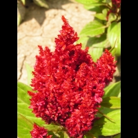 Celosia argentea plumosa 'Fresh Look Red' (3)
